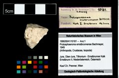 Foto (Objekt + Etikett) von Protosphaeroma ernstbrunnense (Bachmayer, 1949)  (NHMW-GEO-1990-0041-10181)